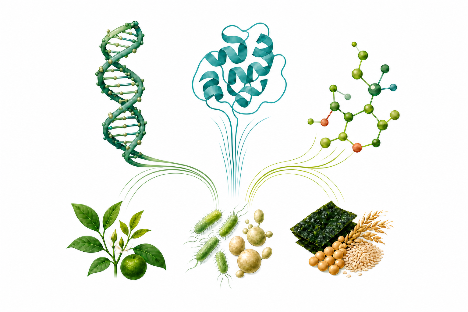 植物、微生物、食材を材料として、DNA、タンパク質、化学情報を食品科学へ統合するイメージ